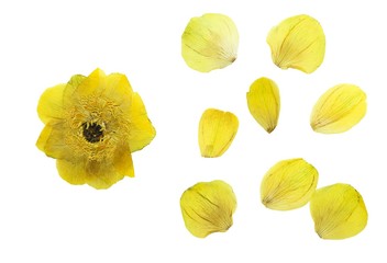 Set of pressed and dried flower and petals trollius europaeus