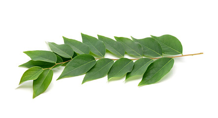 Star gooseberry leaf on white