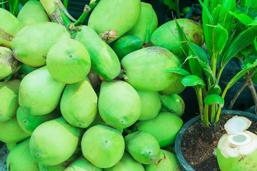 Green young coconuts fruit group in sunlight are laying near coconut sprout or coconut plant in a pot and opened young coconut
