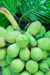 Green young coconuts fruit group in sunlight with coconut leaves