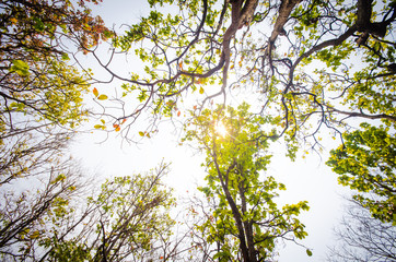 Obraz premium Low angle of sunlight through the trees come down in the daytime.