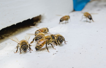 The bees at front hive entrance, honeycomb in a wooden frame