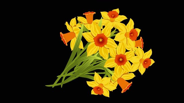 Yellow Red Narcissus animated bouquet. Hand-drawn animation with Alpha channel