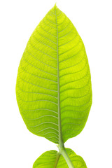 Translucent of green leaf