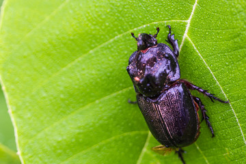 Rhinoceros Beetle (Oryctes nasicornis) on green leaf