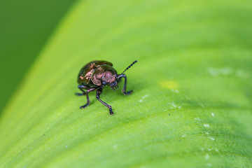 little insects on a leaf close-up