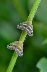 ベッコウハゴロモ