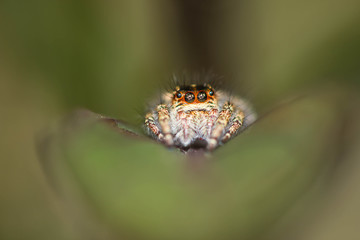jumping spider on green leaf