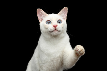 Close-up Portrait of Playful Mekong Bobtail Cat with Blue eyes, Red nose, Raising up paw, Isolated Black Background, Color-point White Fur