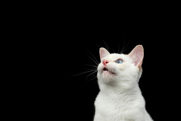 Close-up Portrait of Mekong Bobtail Cat with Blue eyes in Front view, Curious Looking up, Isolated Black Background, Color-point White Fur