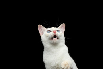 Close-up Portrait of Surprised Mekong Bobtail Cat with Blue eyes, Opened mouth and Curious Looking up, Isolated Black Background, Color-point White Fur