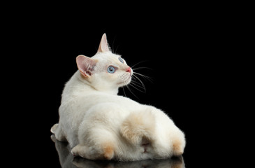 Curious Cat of Breed Mekong Bobtail without tail, Lying and Looking up, Isolated Black Background, Color-point White Fur, Back view