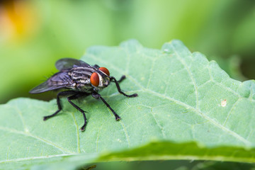 macro of big fly on green leaf
