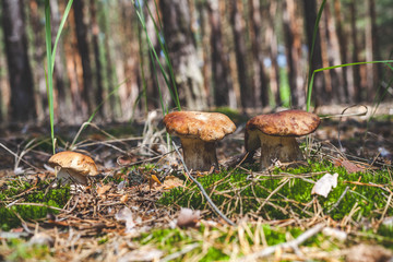 several boletus mushrooms on green moss in forest