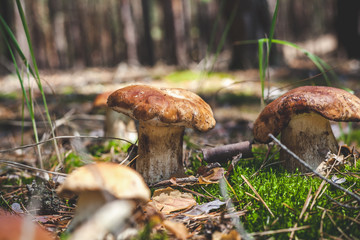 several boletus mushrooms on green moss in forest