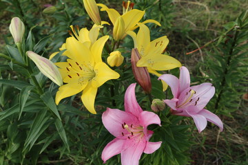 Obraz premium ユリの花