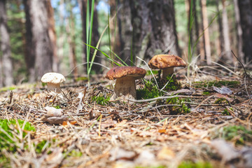 several boletus mushrooms on green moss in forest