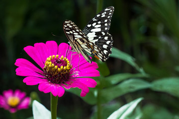 Fototapeta na wymiar Butterfly on zinnia flower.