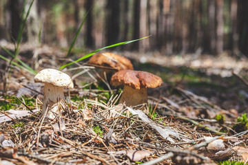 several boletus mushrooms on green moss in forest