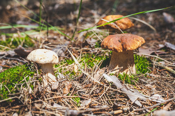 Fototapeta premium several boletus mushrooms on green moss in forest