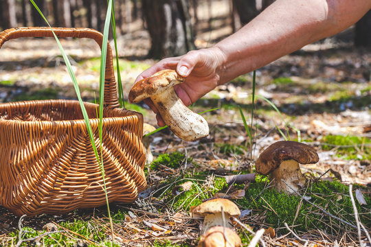 Female hand holding big boletus in forest clearings