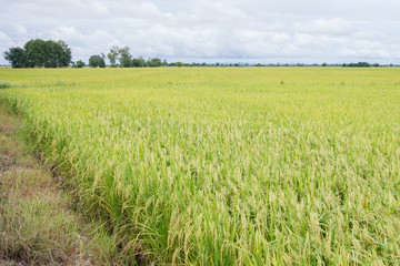 Obraz premium Green of rice in paddy rice field
