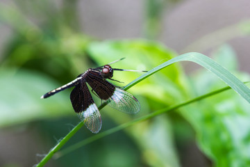 Resting black dragonfly