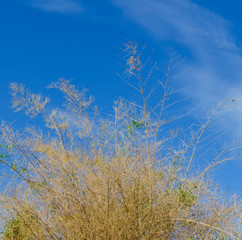 twig  bamboo and blue sky