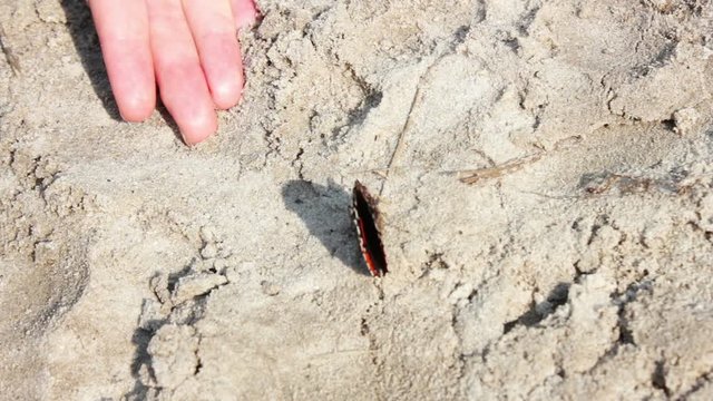 red and black butterfly on the sand