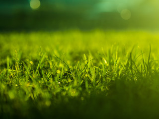 Fototapeta premium Green grass background. Selective focus with shallow depth of field.