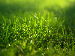 Green grass background. Selective focus with shallow depth of field.