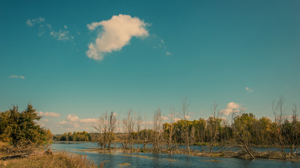 forest and the river