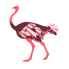 adult ostrich vector illustrationstyle Flat