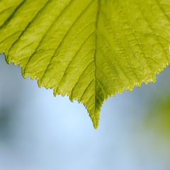 green leaf