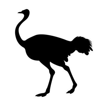 adult ostrich vector illustration black silhouette 