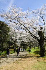桜咲く公園を散歩する人々
