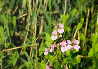 Pink flowering Himalayan Balsam from close