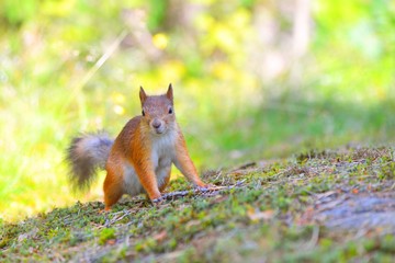 Alert small squirrel on ground