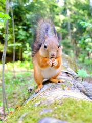 Happy cute squirrel eating a nut