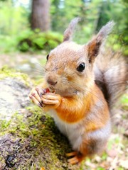 Closeup of squirrel eating a nut