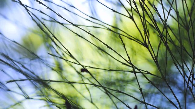 Schachtelhalm im Wald, Equisetum sylvaticum