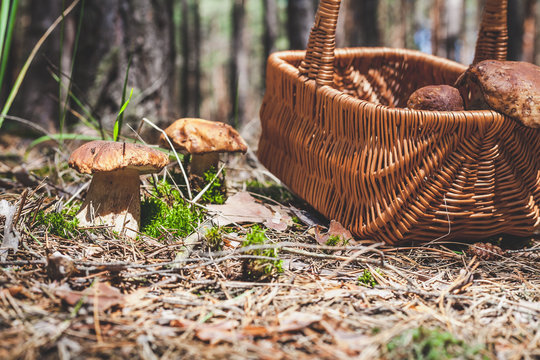Large mushrooms and wicker basket in forest glade