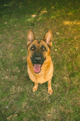 German shepherd in the park