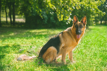 German shepherd in the park