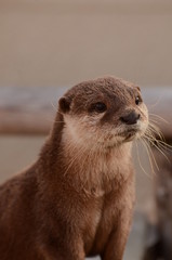 コツメカワウソ