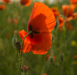  wild field poppy