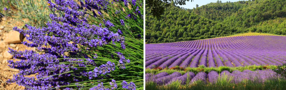 Diptyque sur la lavande et la campagne du Lub&eacute;ron