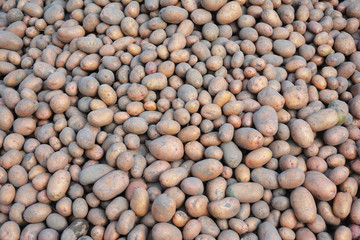 Potatoes background with copy space. Harvest potatoes.