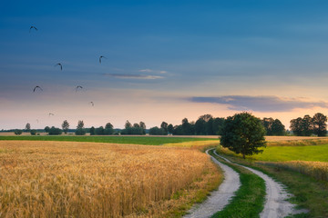 Summer landscape with country road and field of wheat, over which fly birds. Masuria, Poland.