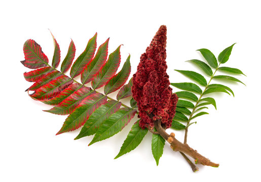 Drupes of a staghorn sumac.